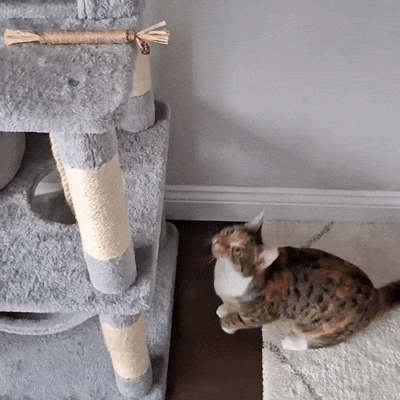 Molù NaturaStick | Bastoncino naturale per gatti