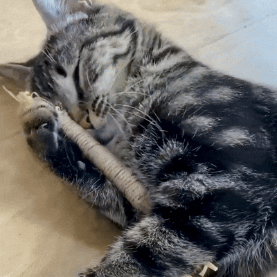 Molù NaturaStick | Bastoncino naturale per gatti