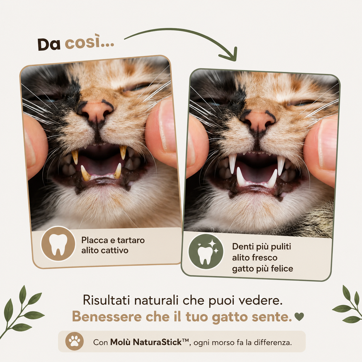 Molù NaturaStick | Bastoncino naturale per gatti